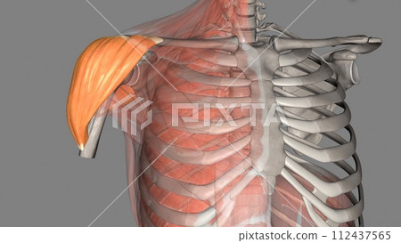 The Deltoid muscle is a large triangular-shaped muscle that lies over the glenohumeral joint The Deltoid muscle is a large triangular-shaped muscle that lies over the glenohumeral joint 112437565