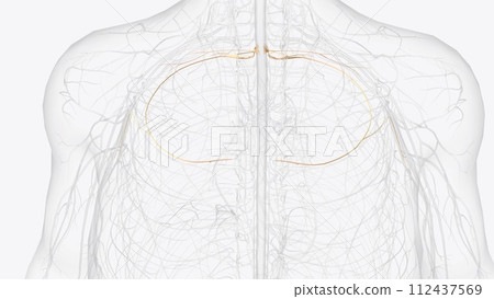T1 and T2 feed into nerves that go into the top of the chest as well as into the arm and hand T1 and T2 feed into nerves that go into the top of the chest as well as into the arm and hand 112437569