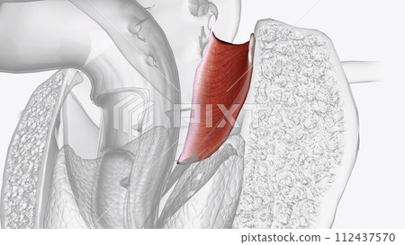 The coccygeus muscle or ischiococcygeus is a muscle of the pelvic floor, 112437570