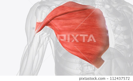 The pectoralis major is the superior most and largest muscle of the anterior chest wall 112437572