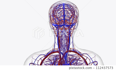 Arteries of head and neck Arteries of head and neck 112437573