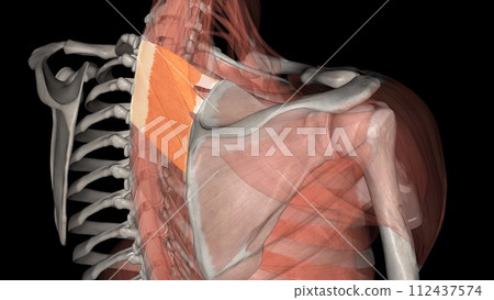 The serratus posterior superior elevates the ribs and thus supports inspiration 112437574