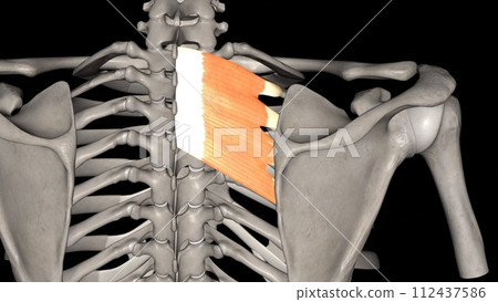 The serratus posterior superior elevates the ribs and thus supports inspiration 112437586
