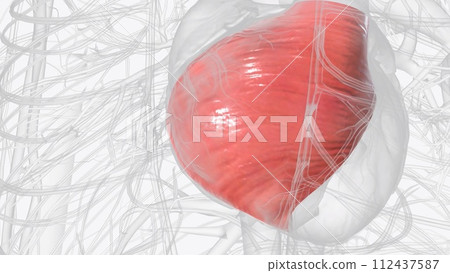 Right ventricle and papillary muscles 112437587