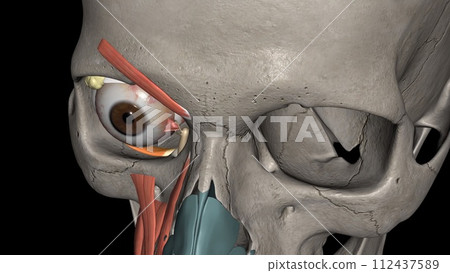 The inferior oblique muscle externally rotates, elevates, and abducts the eye 112437589