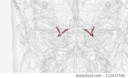 The ophthalmic artery is the first branch of the internal carotid artery The ophthalmic artery is the first branch of the internal carotid artery 112437590
