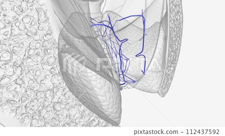 The rectal venous plexus surrounds the rectum, and communicates in front with the vesical venous plexus in the male 112437592