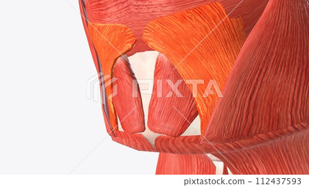 Depressor labii inferioris is a paired facial muscle located in the chin region of the face 112437593