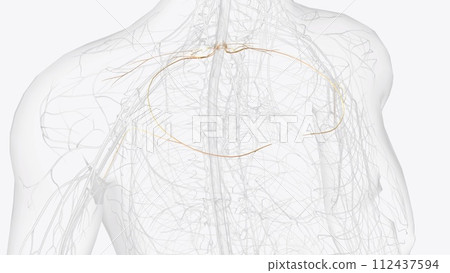 T1 and T2 feed into nerves that go into the top of the chest as well as into the arm and hand T1 and T2 feed into nerves that go into the top of the chest as well as into the arm and hand 112437594