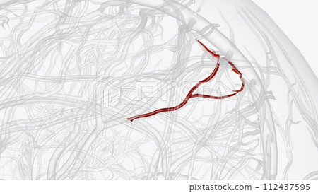 Set of precuneal branches of right pericallosal artery 112437595