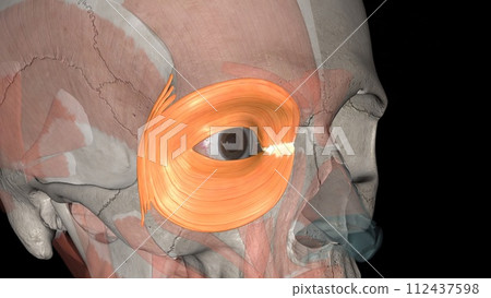 The orbicularis oculi muscle closes the eyelids and assists in pumping the tears from the eye into the nasolacrimal duct system The orbicularis oculi muscle closes the eyelids and assists in pumping the tears from the eye into the nasolacrimal duct system 112437598