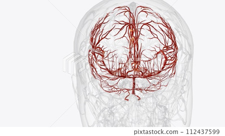 Arteries of brain Arteries of brain 112437599