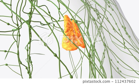 The thymus gland is in the chest between the lungs 112437602