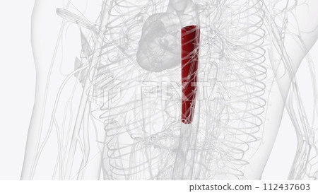 The thoracic aorta originates from the left ventricle, guarded by the aortic valve The thoracic aorta originates from the left ventricle, guarded by the aortic valve 112437603
