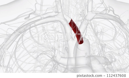 The brachiocephalic trunk is the first and the largest artery to arise from the aortic arch The brachiocephalic trunk is the first and the largest artery to arise from the aortic arch 112437608