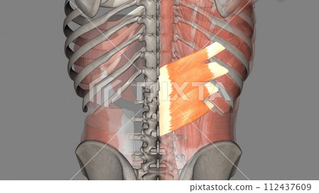 The serratus posterior inferior draws the lower ribs backward and downward to assist in rotation and extension of the trunk The serratus posterior inferior draws the lower ribs backward and downward to assist in rotation and extension of the trunk 112437609