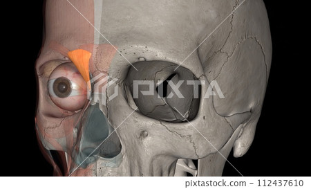 The depressor supercilii is an eye muscle of the human body The depressor supercilii is an eye muscle of the human body 112437610