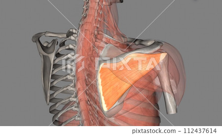 The infraspinatus is a thick triangular muscle that occupies much of the infraspinous fossa of the scapula The infraspinatus is a thick triangular muscle that occupies much of the infraspinous fossa of the scapula 112437614