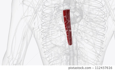 The thoracic aorta originates from the left ventricle, guarded by the aortic valve 112437616