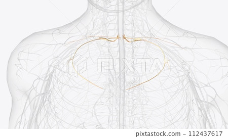 The intercostal nerves are the anterior divisions of the thoracic spinal nerves from T1 to T11 112437617