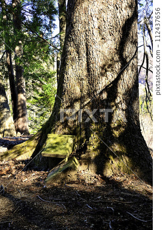丹澤的目室山 半室山橫貫路線 供奉在大杉樹中的小神社 丹澤的目室山 半室山橫貫路線 供奉在大杉樹中的小神社 112437656