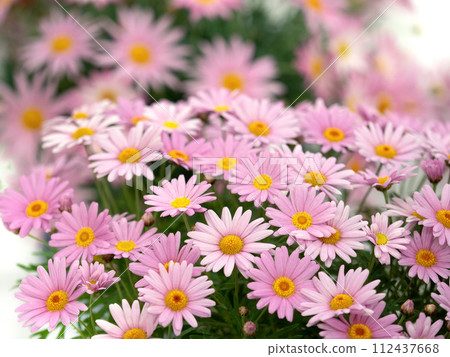 Pink marguerite 112437668