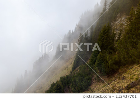 Misty mountains with fir forest in fog 112437701