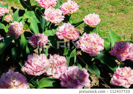 Flowerbed of double tulips in the park at spring Flowerbed of double tulips in the park at spring 112437720