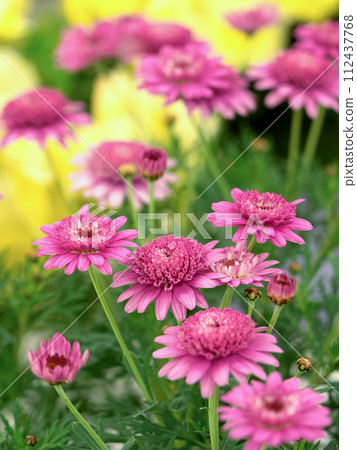 多彩瑪格麗特 112437768