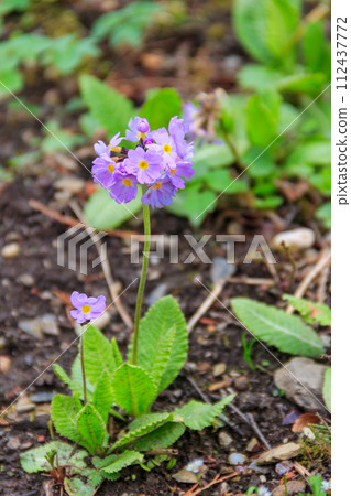 Drumstick primula (Primula denticulata) on a flowerbed in the garden 112437772