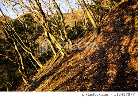 丹澤大山的山路沐浴在朝霞中 丹澤大山的山路沐浴在朝霞中 112437877