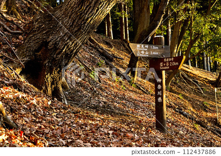 朝日登山道、丹澤三山、櫟樹林 112437886