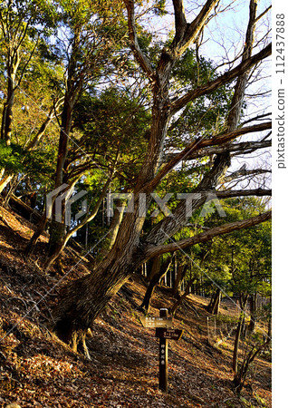 朝日登山道、丹澤三山、櫟樹林 朝日登山道、丹澤三山、櫟樹林 112437888