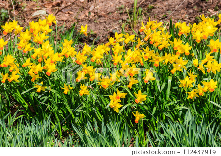 Daffodil flowers in a garden. Beautiful narcissus on flowerbed 112437919