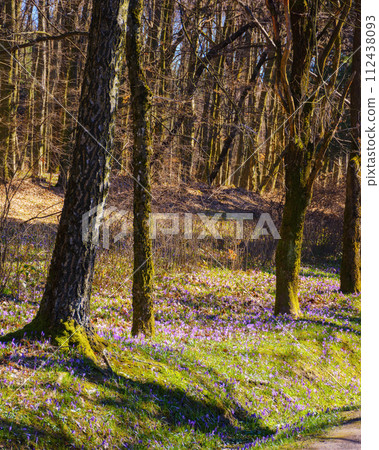 crocus flowers blooming on the glade. floral nature background of carpathian forest in spring crocus flowers blooming on the glade. floral nature background of carpathian forest in spring 112438093