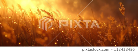 Field with flowers in the rays of the setting sun 112438486