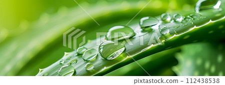 A close up of a green aloe vera plant with water drops on the leaves, displaying beautiful macro photography of this terrestrial houseplant, cosmetic concept, banner 112438538