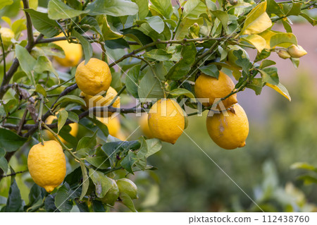 Lemon tree with lemon fruits in Majorca, Mallorca, Balearic Islands, Spain, Europe Lemon tree with lemon fruits in Majorca, Mallorca, Balearic Islands, Spain, Europe 112438760