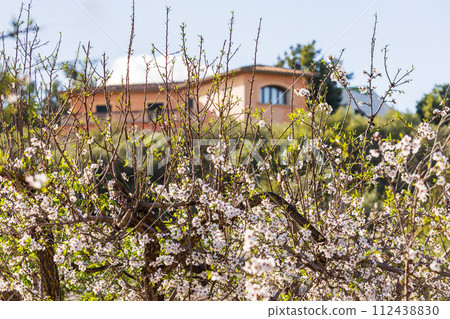 Blossoming almond trees in front of a rural mediterranean villa in Majorca, Mallorca, Balearic Islands, Spain, Europe Blossoming almond trees in front of a rural mediterranean villa in Majorca, Mallorca, Balearic Islands, Spain, Europe 112438830