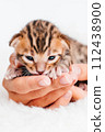 A kitten in the hands of a girl. On the palms is a small cute kitten.Two week old small newborn bengal kitten on a white background.Close-up.Cute bengal. 112438900