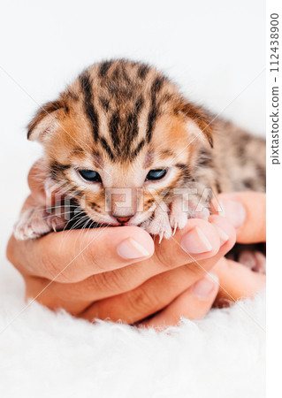 A kitten in the hands of a girl. On the palms is a small cute kitten.Two week old small newborn bengal kitten on a white background.Close-up.Cute bengal. A kitten in the hands of a girl. On the palms is a small cute kitten.Two week old small newborn bengal kitten on a white background.Close-up.Cute bengal. 112438900