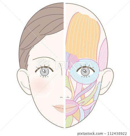 Facial muscles beauty touch no name 112438922