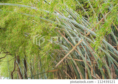 Bamboo grove collapsed due to snow (heavy, sticky snow, Nagano Prefecture dialect) [Azumino] 112439121