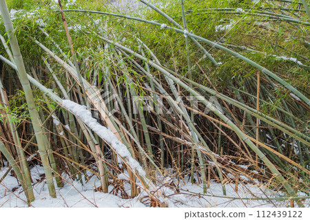 Bamboo grove collapsed due to snow (heavy, sticky snow, Nagano Prefecture dialect) [Azumino] 112439122