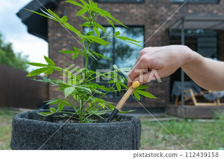 Illegal marijuana cultivation at home. Close up on hand with a garden tool takes care of a hemp bush 112439158