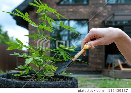 Illegal marijuana cultivation at home. Close up on female hand with a garden tool takes care of a hemp bush 112439187