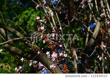Paris, France. Plum flowers blooming in Champ de Mars Park. Photographed on March 6, 2021. 112439522