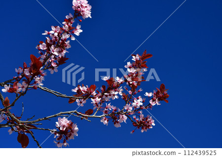 Paris, France. Plum flowers blooming in Champ de Mars Park. Photographed on March 6, 2021. 112439525