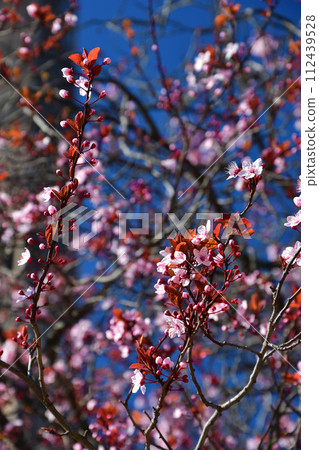 Paris, France. Plum flowers blooming in Champ de Mars Park. Photographed on March 6, 2021. 112439528