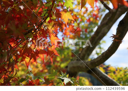 Colored maple leaves, autumn leaves 112439596
